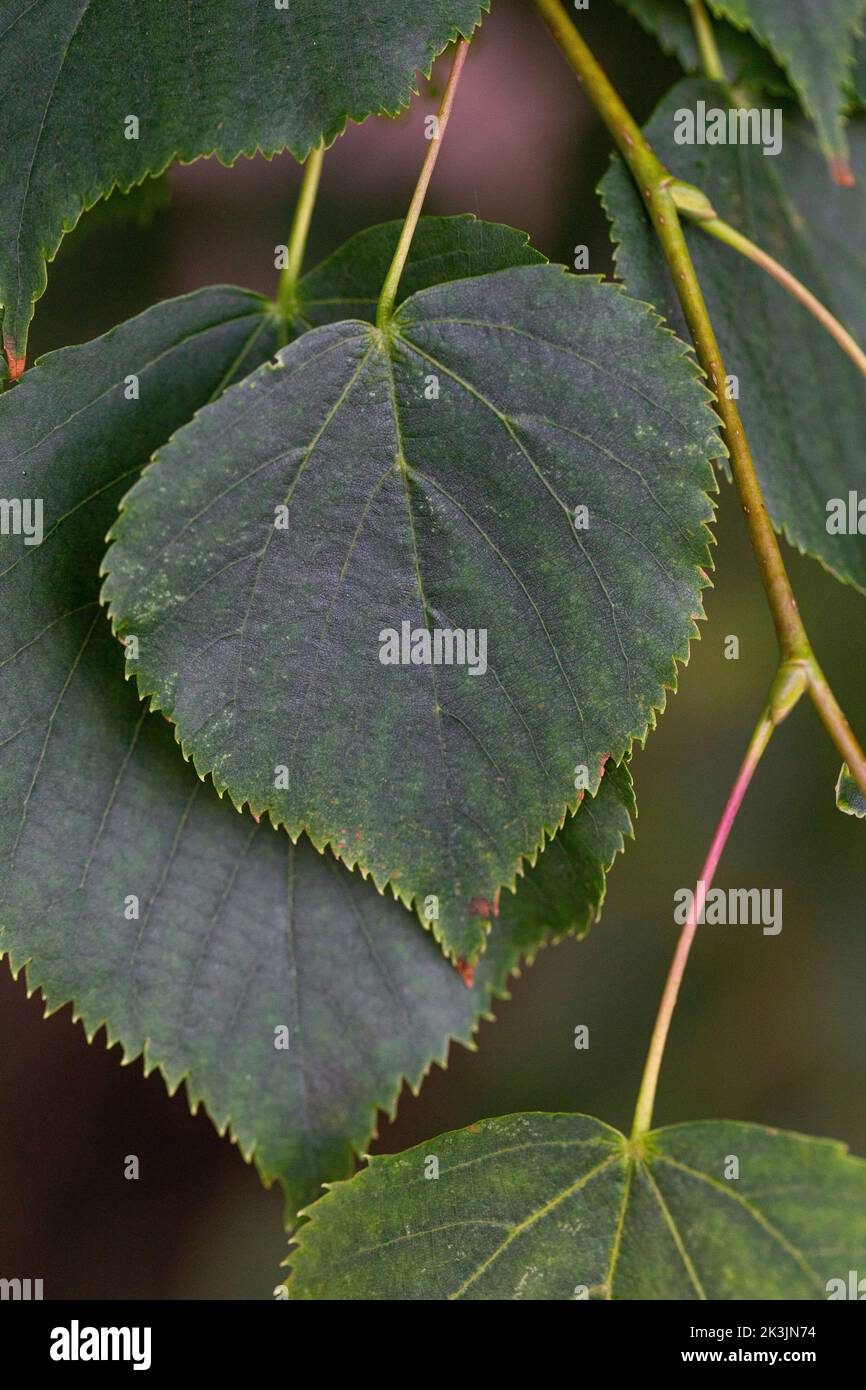 Tilia cordata leaf Stock Photo - Alamy