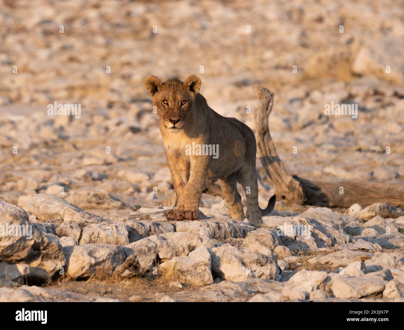 Bloody lion Cub after hunting and eating an oryx antelope in Etosha Nationalpark, Namibia. Stock Photo