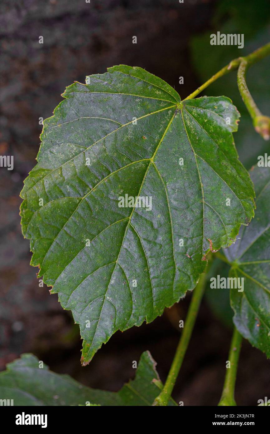 Tilia x europaea leaf Stock Photo - Alamy