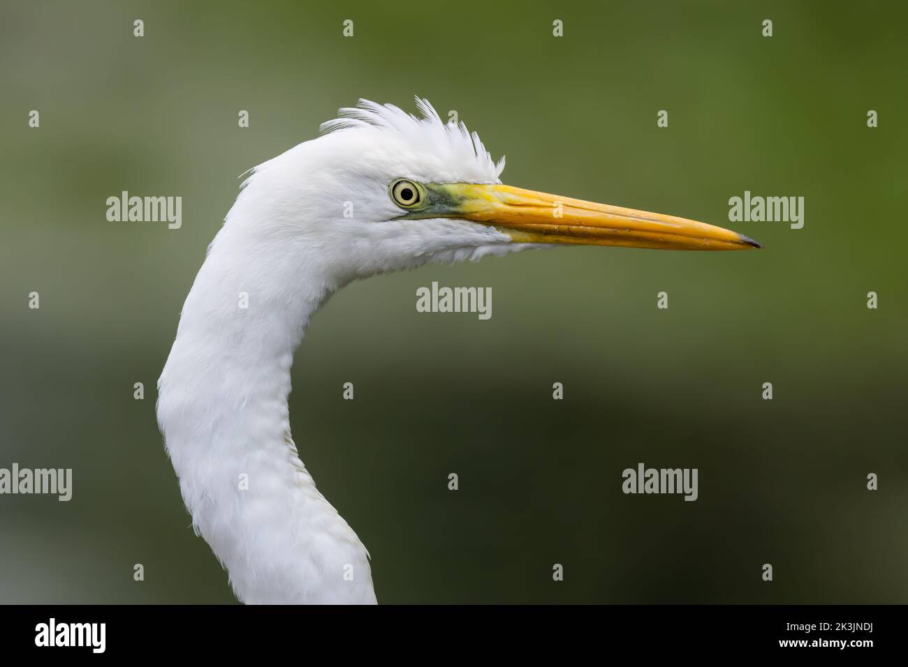 Great White Egret head shot Stock Photo