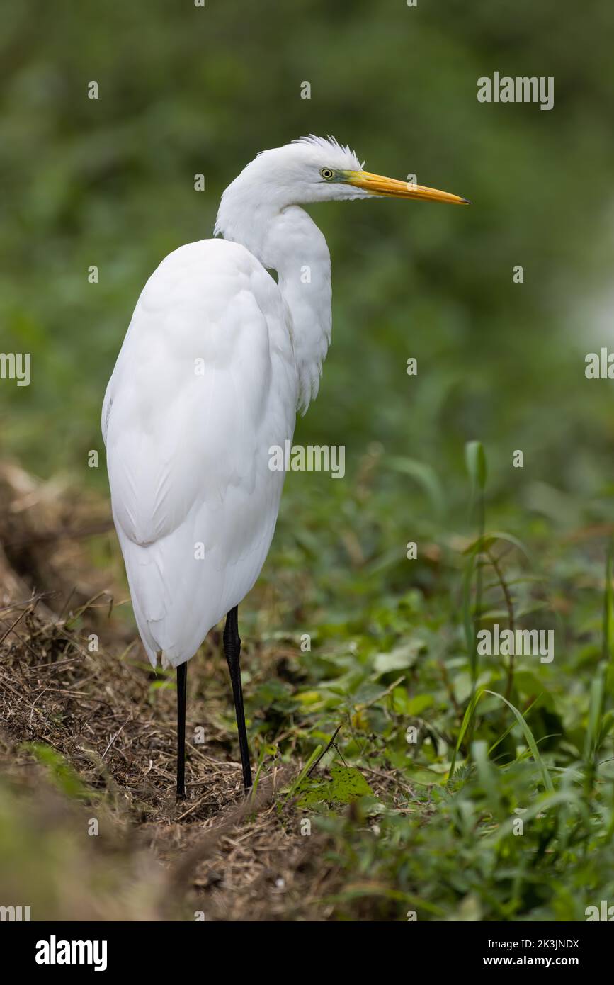 Great White Egret resting Stock Photo
