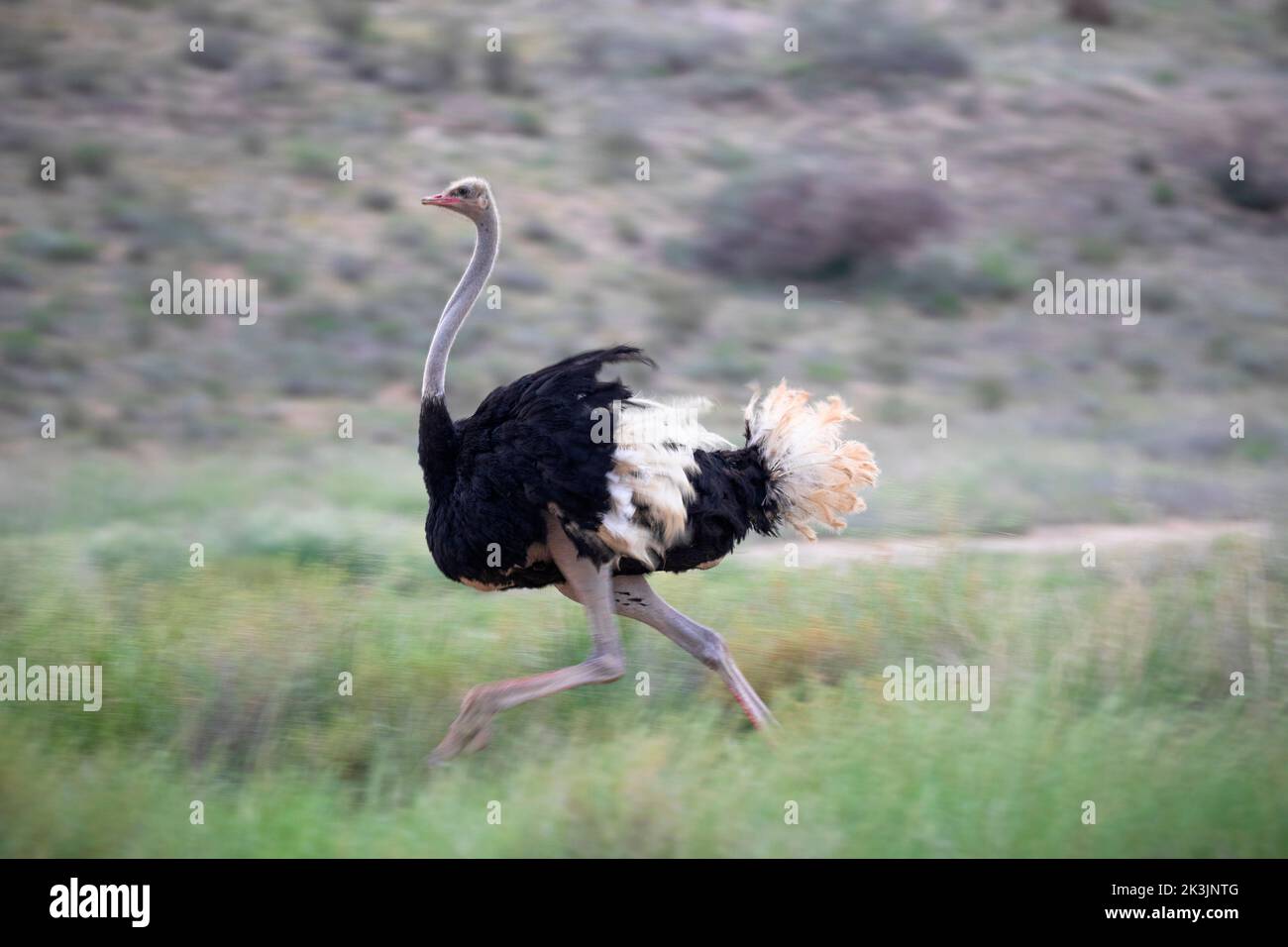 Ostrich (Struthio camelus) male running, Kgalagadi transfrontier park, South Africa, January 2022 Stock Photo