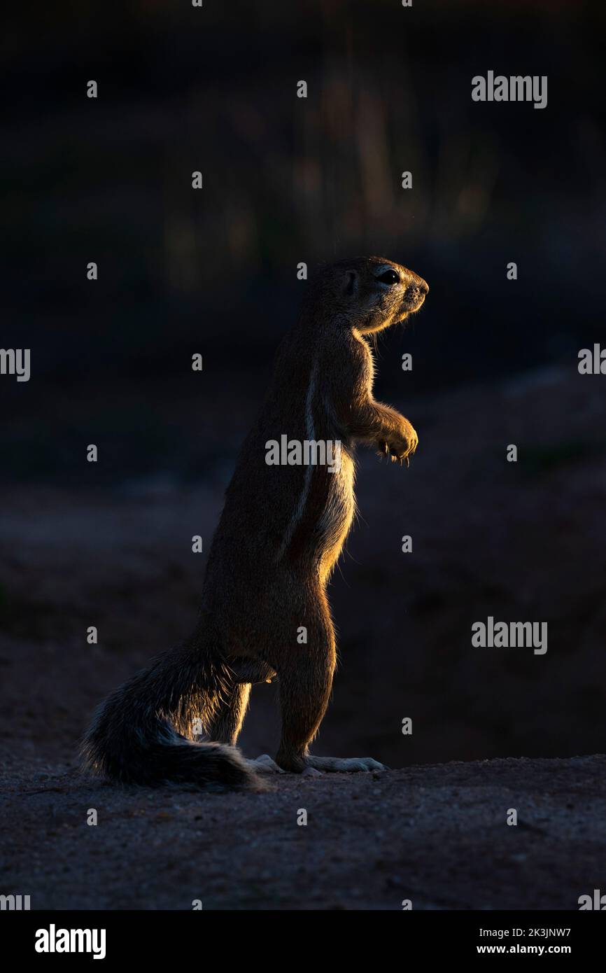 Ground squirrel (Xerus inauris / Geosciuris inauris), Kgalagadi transfrontier park, South Africa Stock Photo