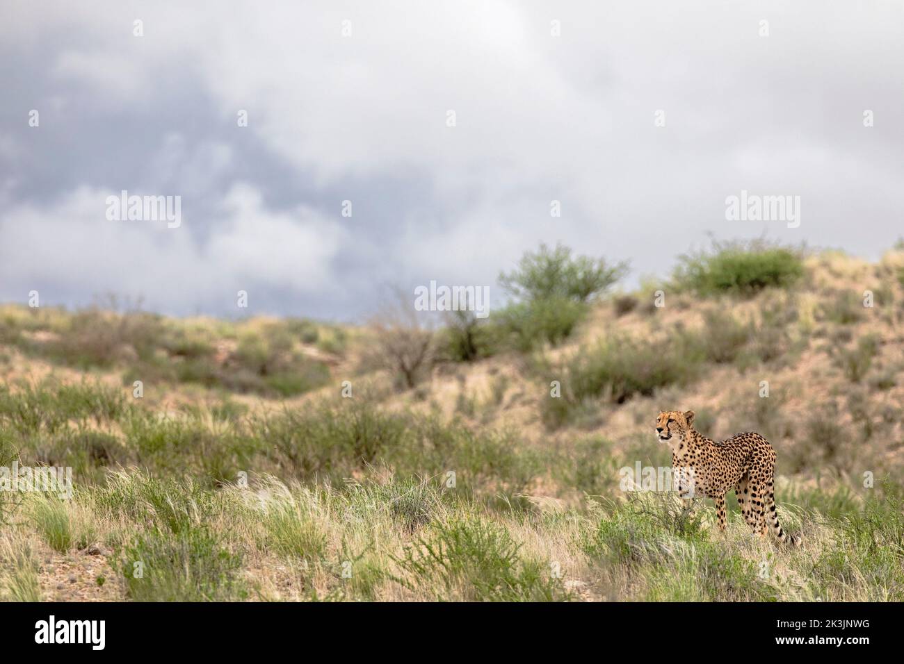 Cheetah (Acinonyx jubatus) female, Kgalagadi transfrontier park, Northern Cape, South Africa, February 2022 Stock Photo