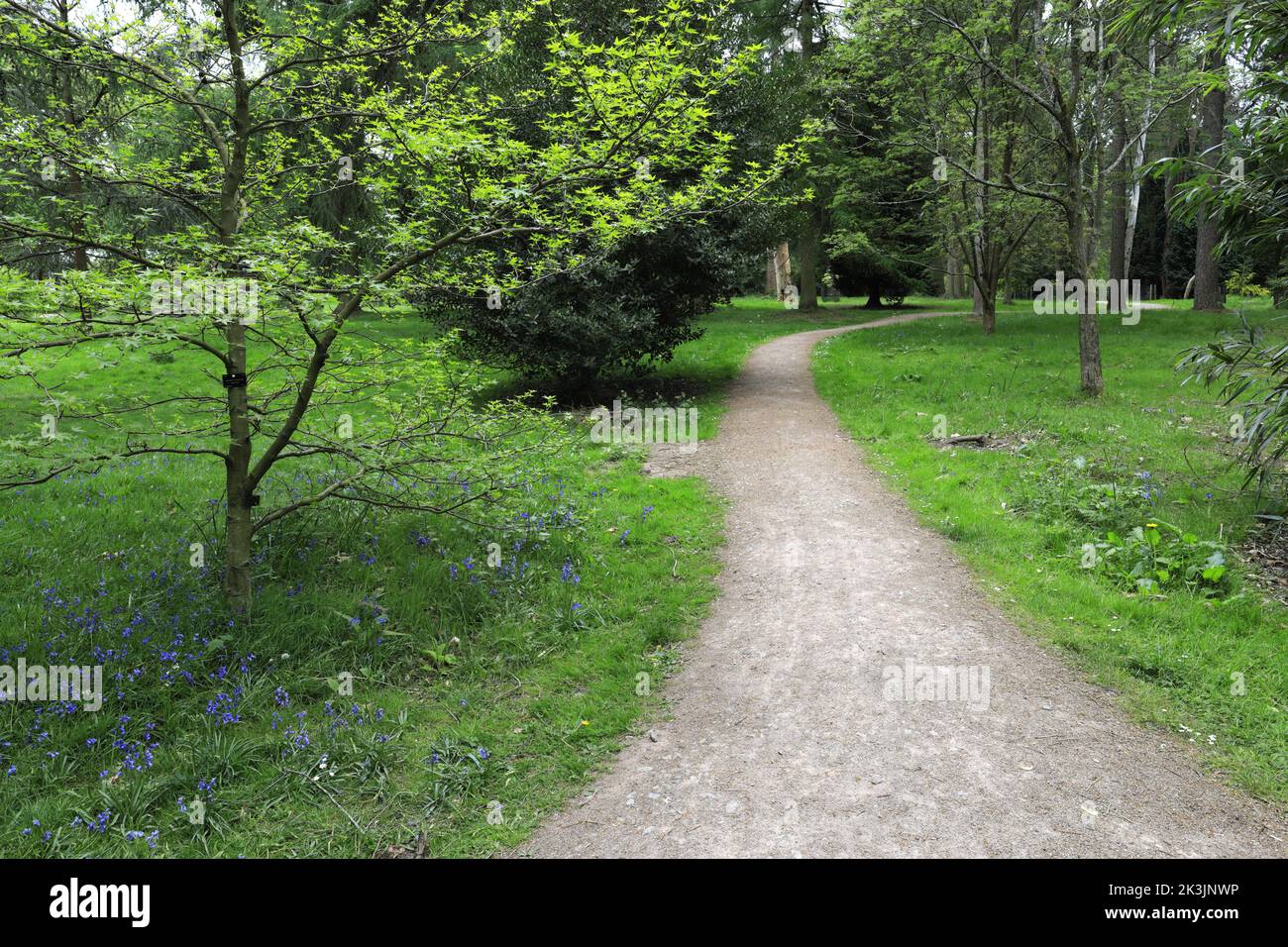 Spring colours in Lynford Arboretum, Lynford Hall, Lynford village near Thetford, Norfolk, England Stock Photo