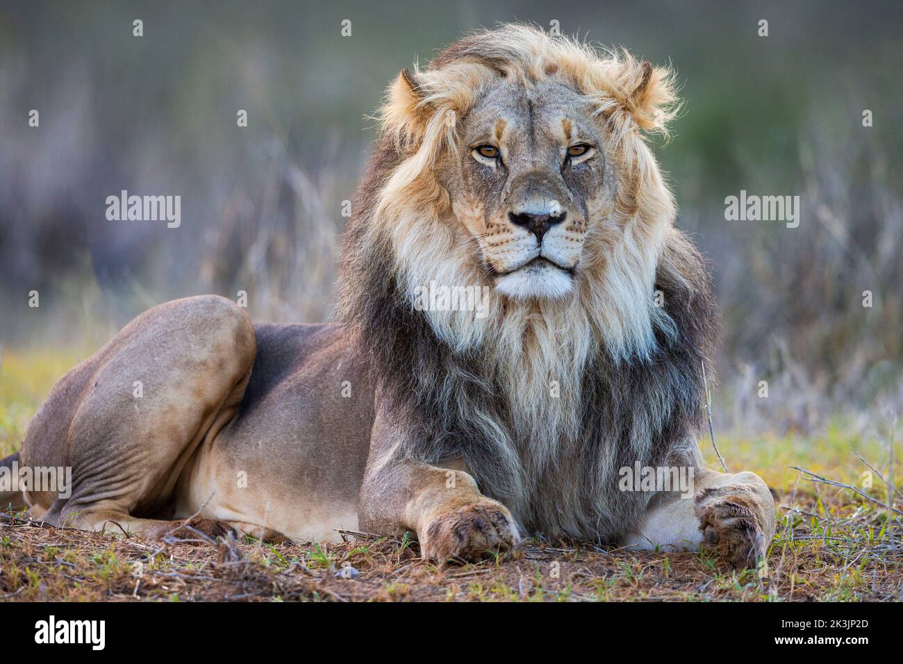 Lion (Panthera leo), Kgalagadi transfrontier park, Northern Cape, South Africa Stock Photo