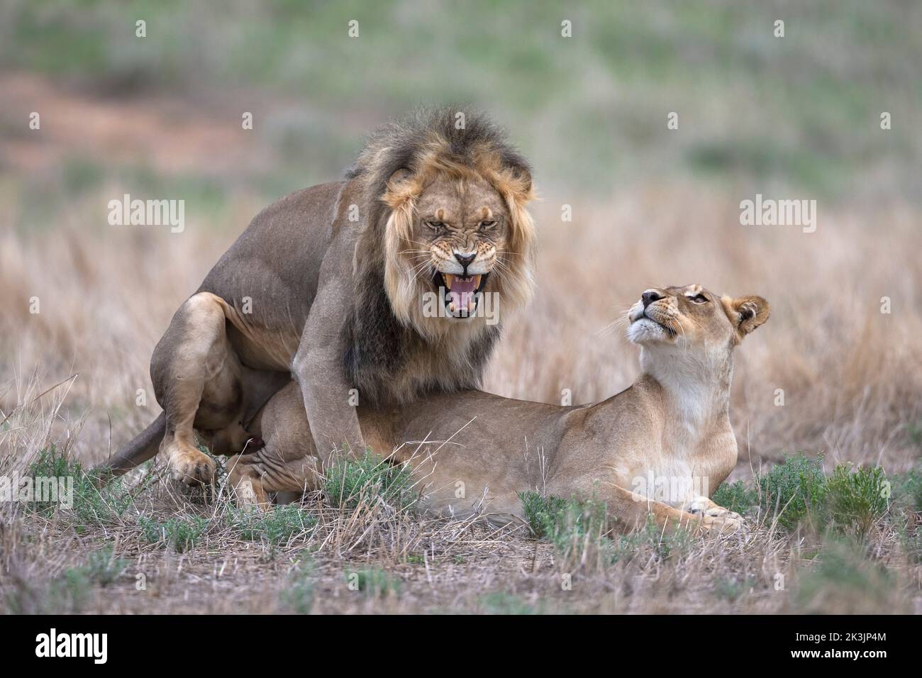 Lions (Panthera leo) mating, Kgalagadi transfrontier park, Northern Cape, South Africa Stock Photo