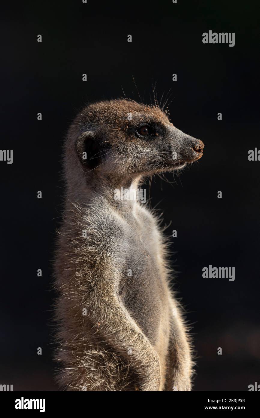 Meerkat (Suricata suricatta), Kgalagadi Transfrontier Park, Northern Cape, South Africa, January 2022 Stock Photo