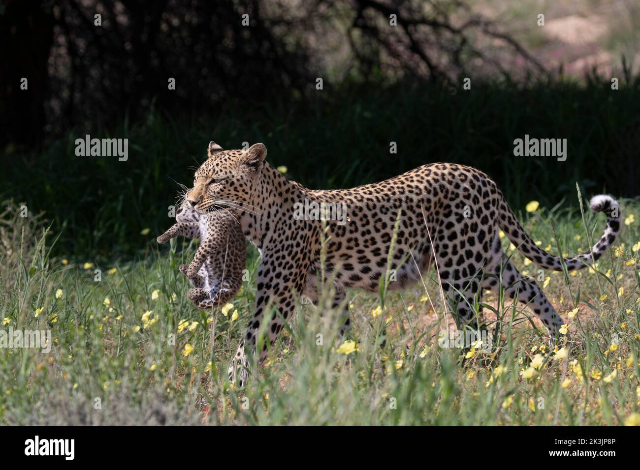 Leopard female (Panthera pardus) carrying cub to new den, Kgalagadi Transfrontier Park, South Africa, Stock Photo