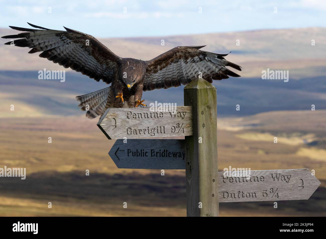Common buzzard (Buteo buteo) landing on Pennine Way sign, Controlled, Cumbria, UK Stock Photo