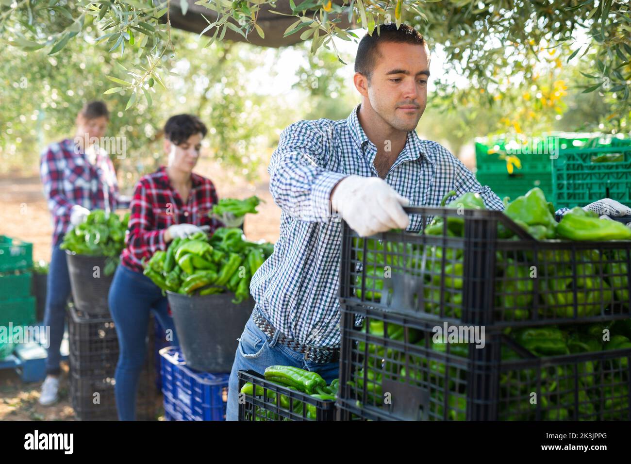 Portrait of positive man farmer holding box of green bell peppers in her hands on farm Stock Photo