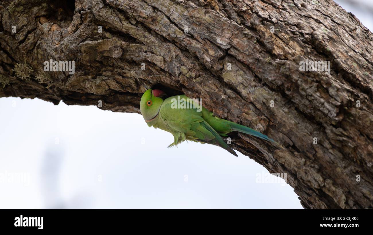 Roseringed parakeet male hangs down the edge of a cavity in the tree