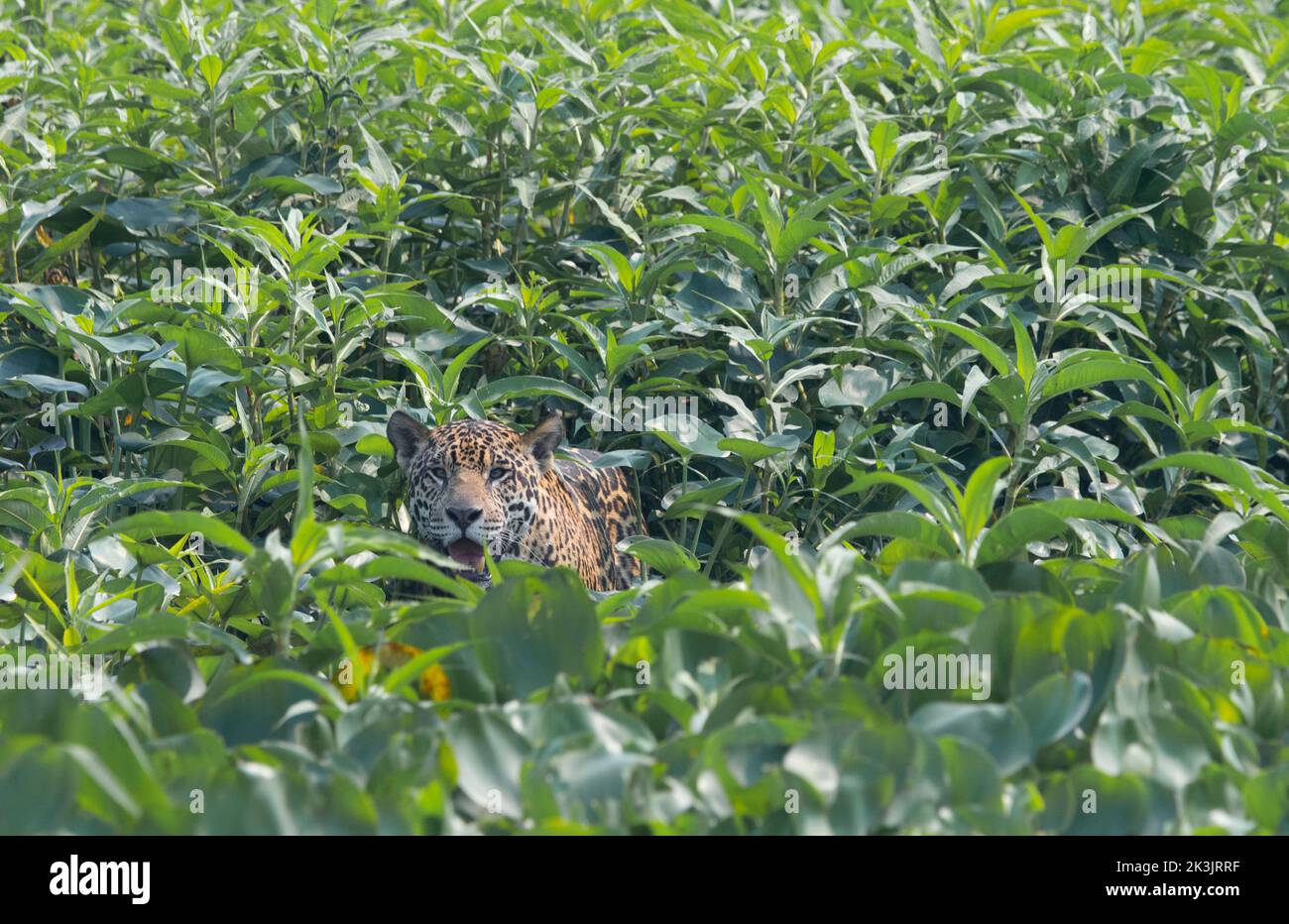 pantanal-jaguars-can-measure-up-to-five-feet-ten-inches-in-length-and