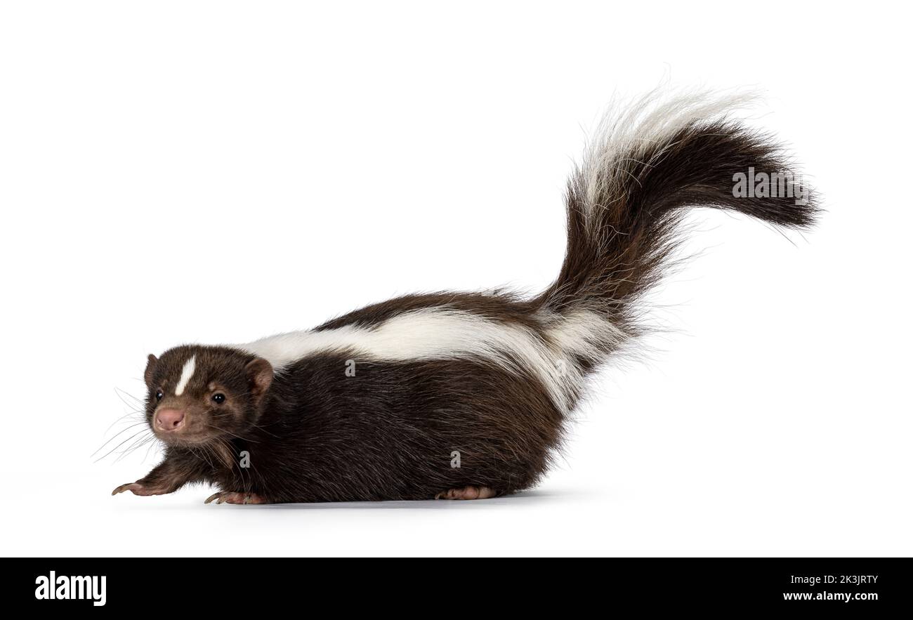 Cute classic brown with white striped young skunk aka Mephitis mephitis