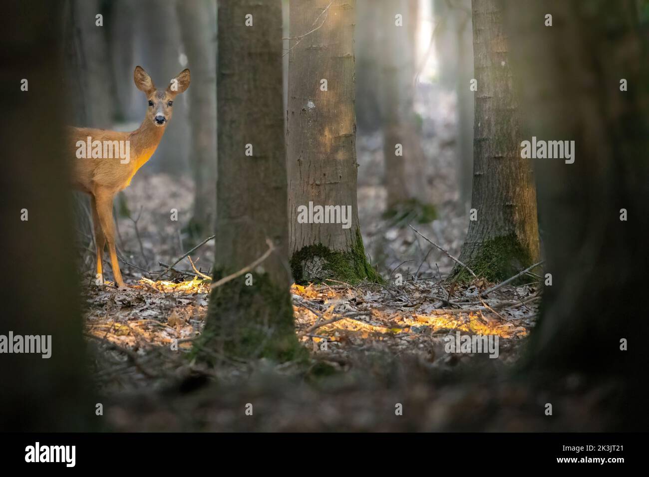 A young deer is hiding behind a tree in the forest Stock Photo