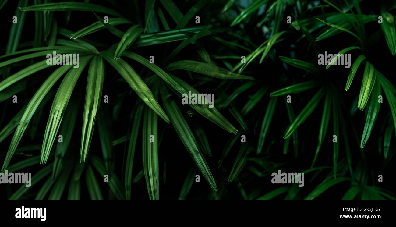Closeup green leaves of tropical plant in garden. Ornamental plant decor in garden. Green leaf on dark background. Green leaves for spa background. Stock Photo