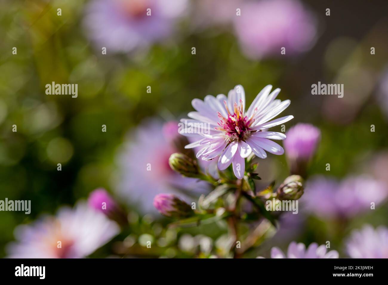 Small Aster flower closeup (Aster Small-Ness) Stock Photo