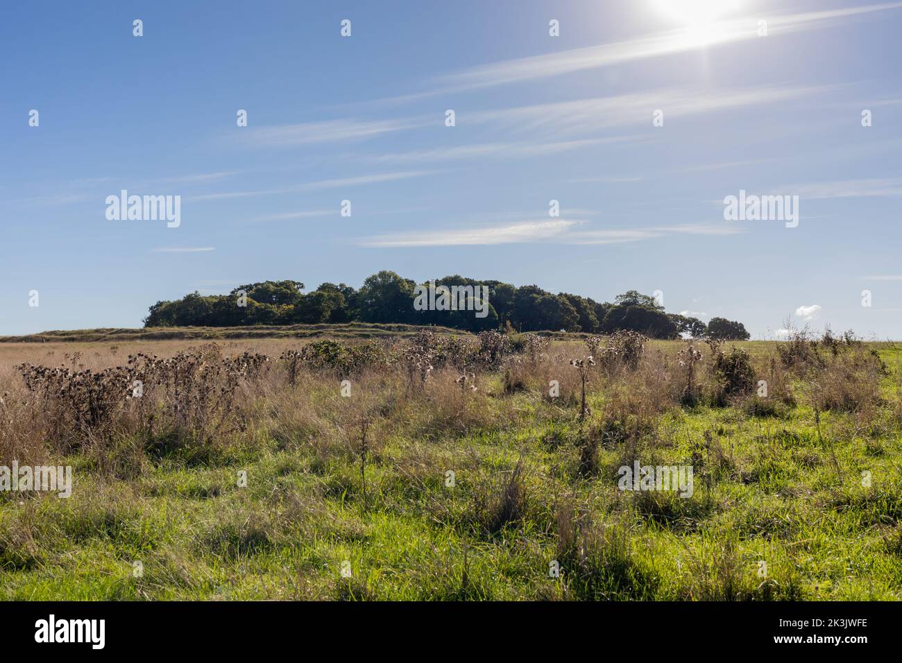 View of Badbury Rings iron age hill fort in Dorset, England on a sunny autumn morning. Stock Photo