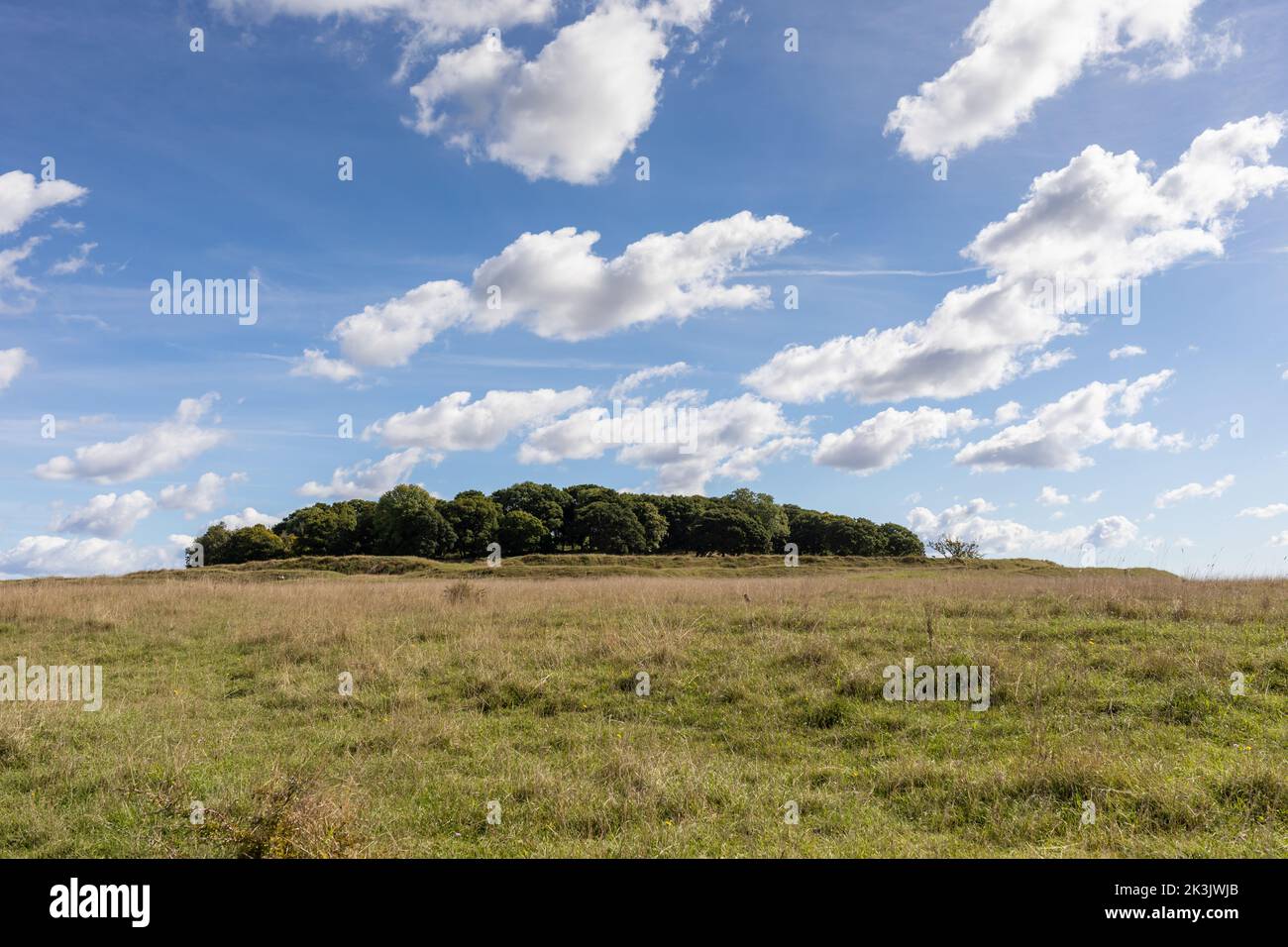 View of Badbury Rings iron age hill fort in Dorset, England on a sunny autumn morning. Stock Photo