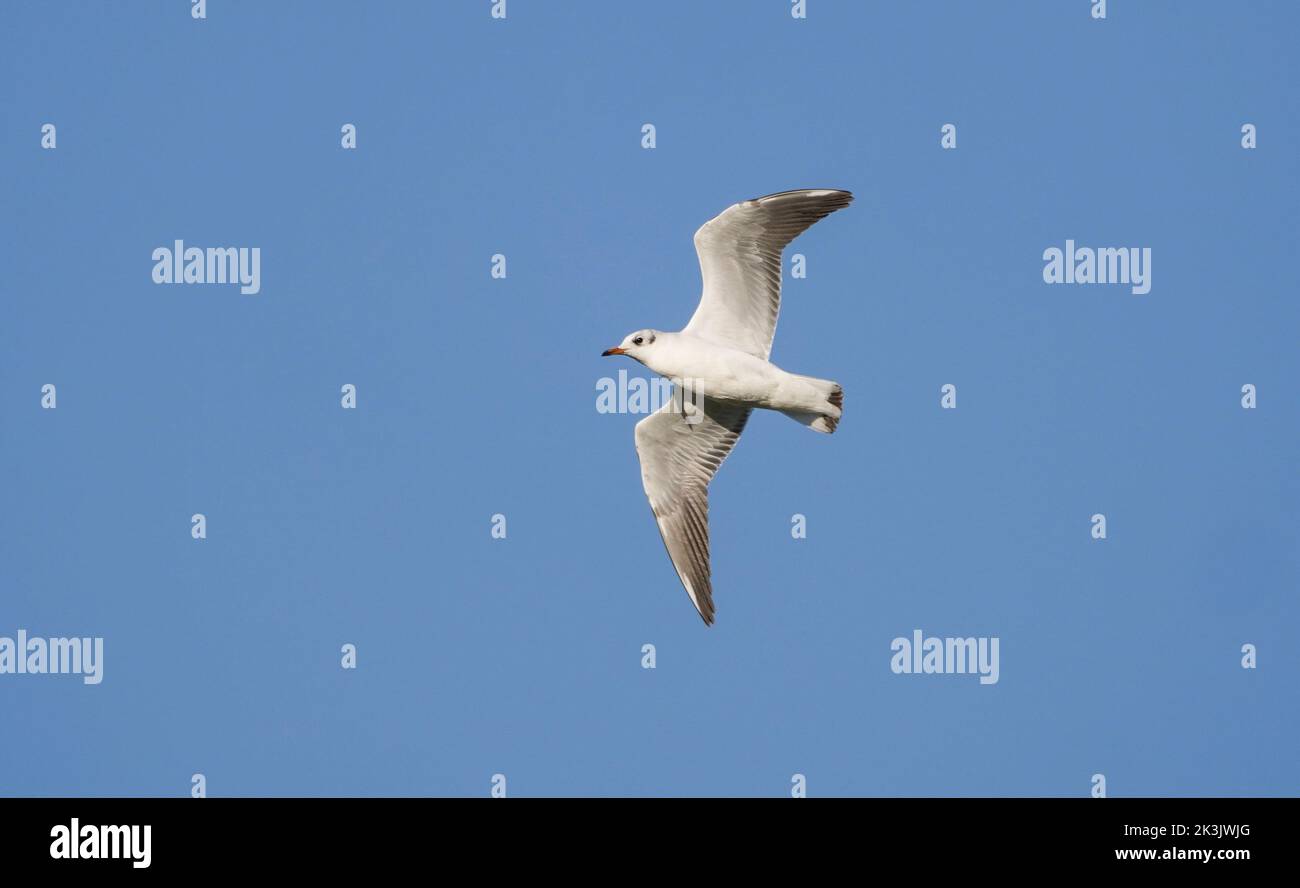 Mediterranean gull (Ichthyaetus melanocephalus) in flight, Andalusia, Spain. Stock Photo
