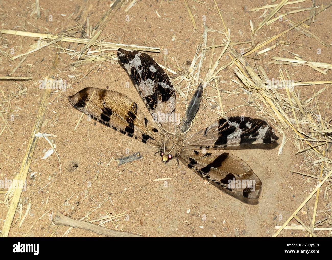 The Black-banded Veld Antlion is one of the larger members of the family with distinctive black bands on the wings. The adults tend to be nocturnal Stock Photo