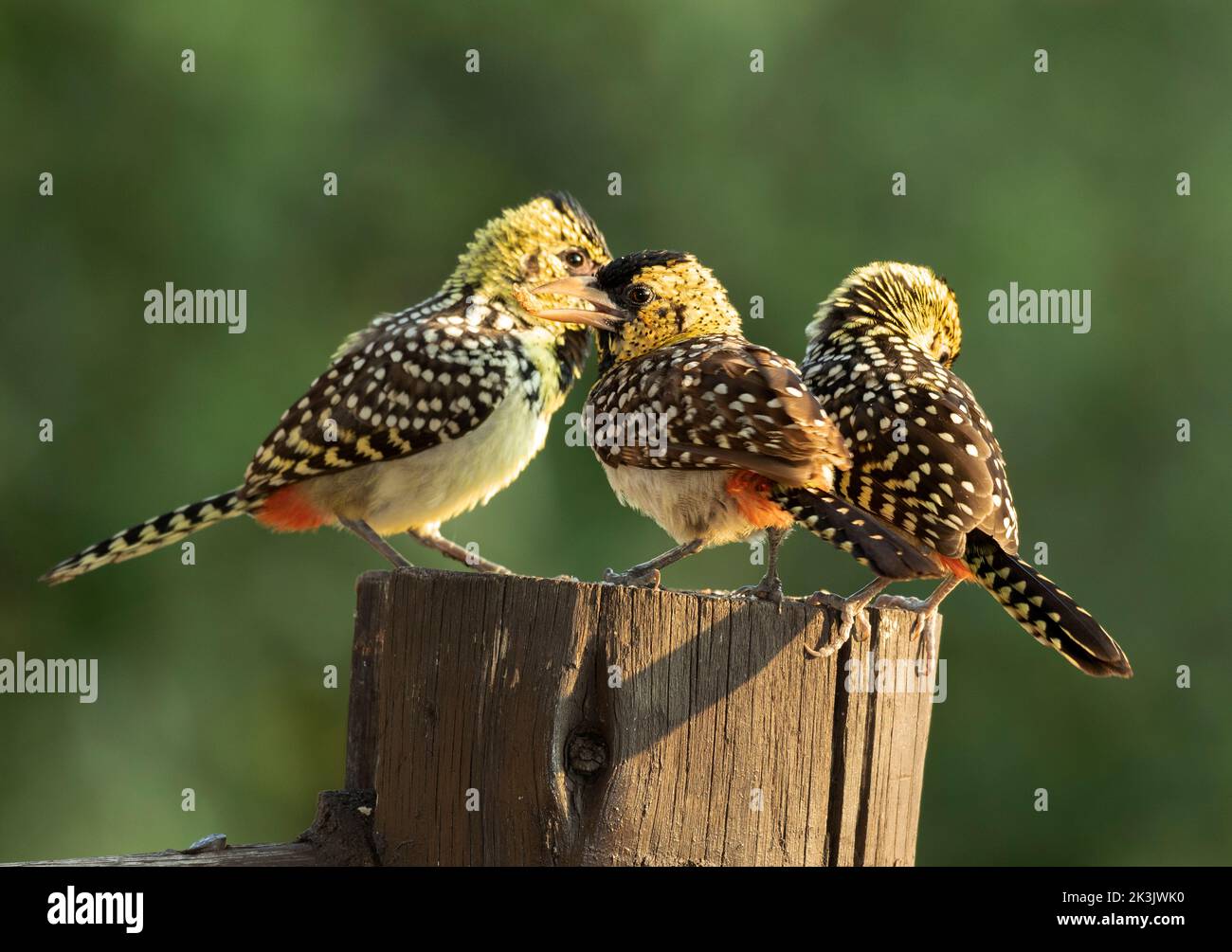 Families of D'Arnaud's Barbet are close knit and stay together, sometimes the young remaining to help rear their siblings the next year. Stock Photo