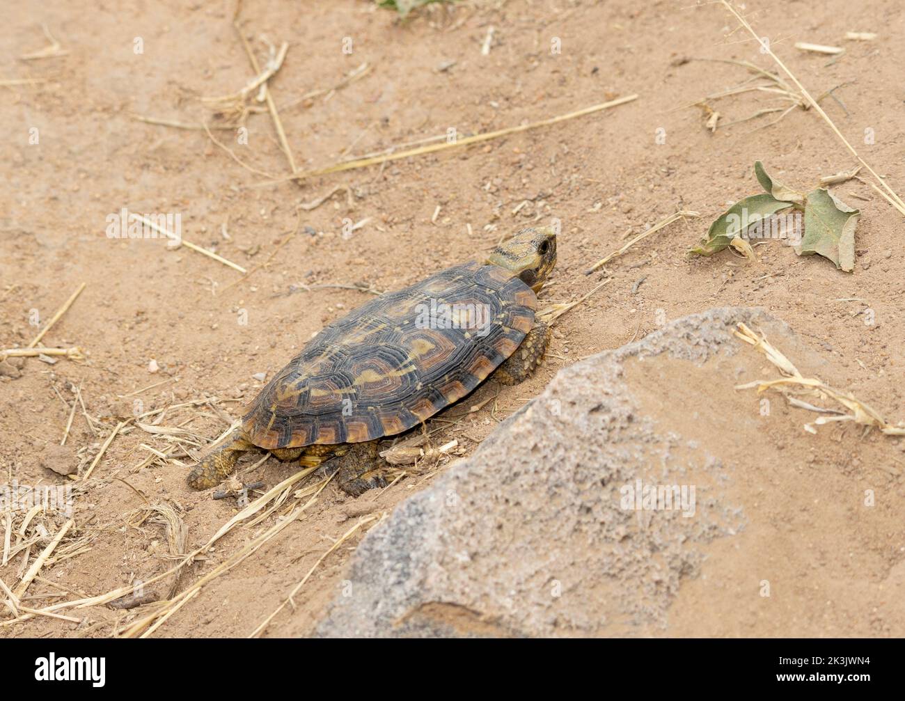 The rare Pancake Tortoise is endemic to granite hills in the central parts of East Africa. They tend to be active during the heat of the day Stock Photo