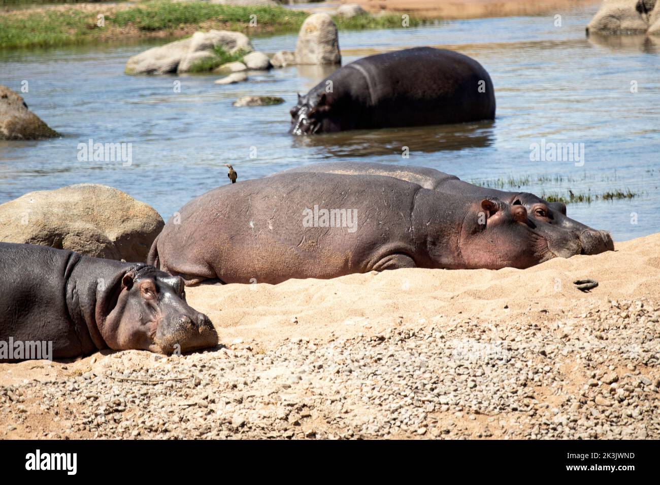 The Hippo might seem to lead an idyllic life, but such territorial animals have an aggressive side to their nature. Violence can explode at any time Stock Photo