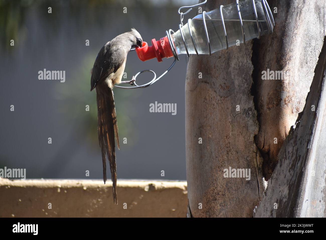 Speckled mousebird (Colius striatus) drinking sugar water(nectar) from a bird feeder in south africa. Part of Coliidae family. Coliiformes Stock Photo