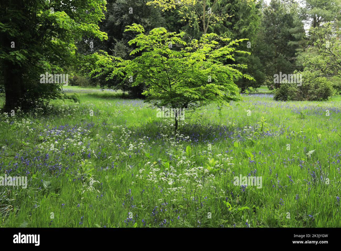 Spring colours in Lynford Arboretum, Lynford Hall, Lynford village near Thetford, Norfolk, England Stock Photo