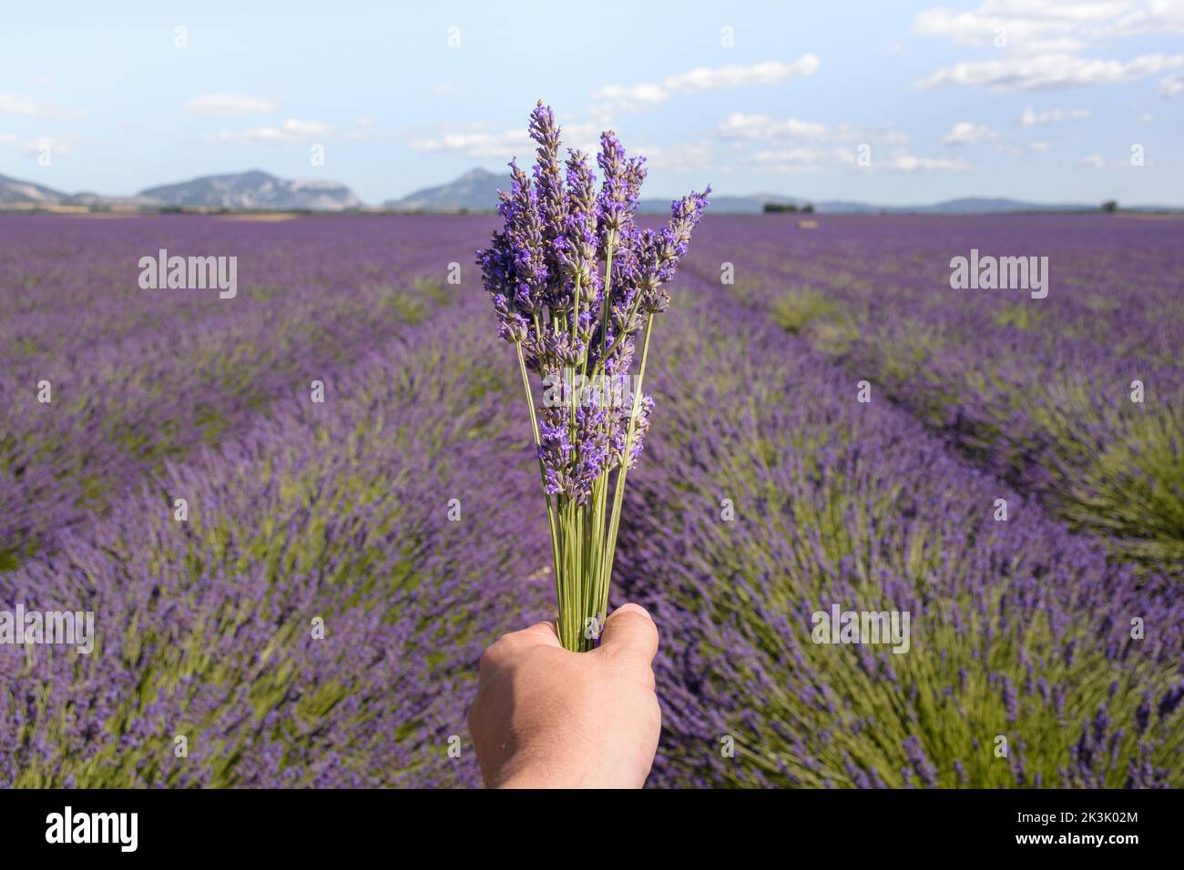 Close-up of hand holding lavender bouquet in lavender field in Provence during summer day Stock Photo
