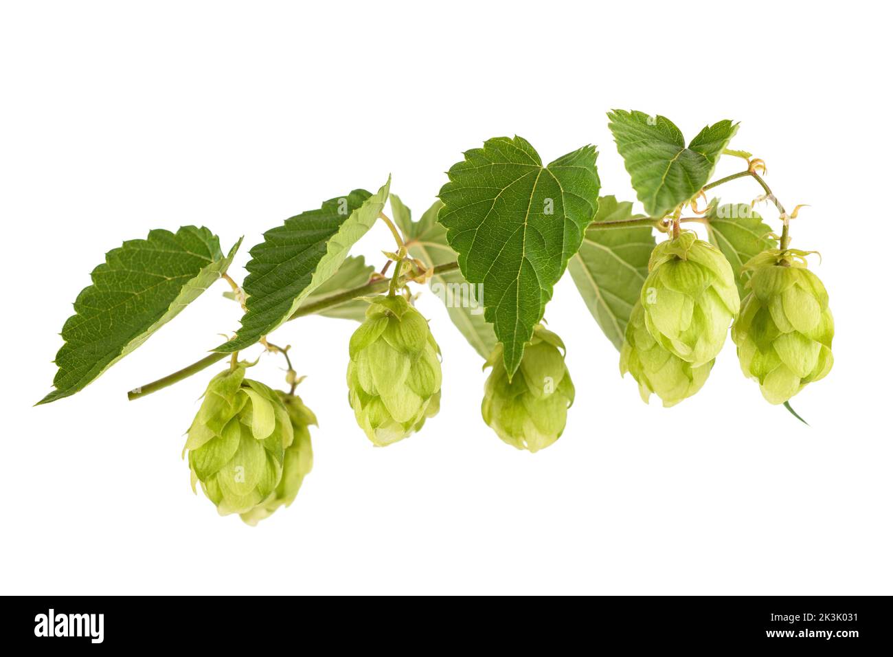 Hop branch  with leaves isolated on white baxkground Stock Photo