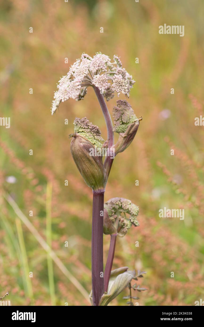 Wild Angelica, Angelica sylvestris, close-up of the developing umbels partially enclosed in inflated sheaths Stock Photo