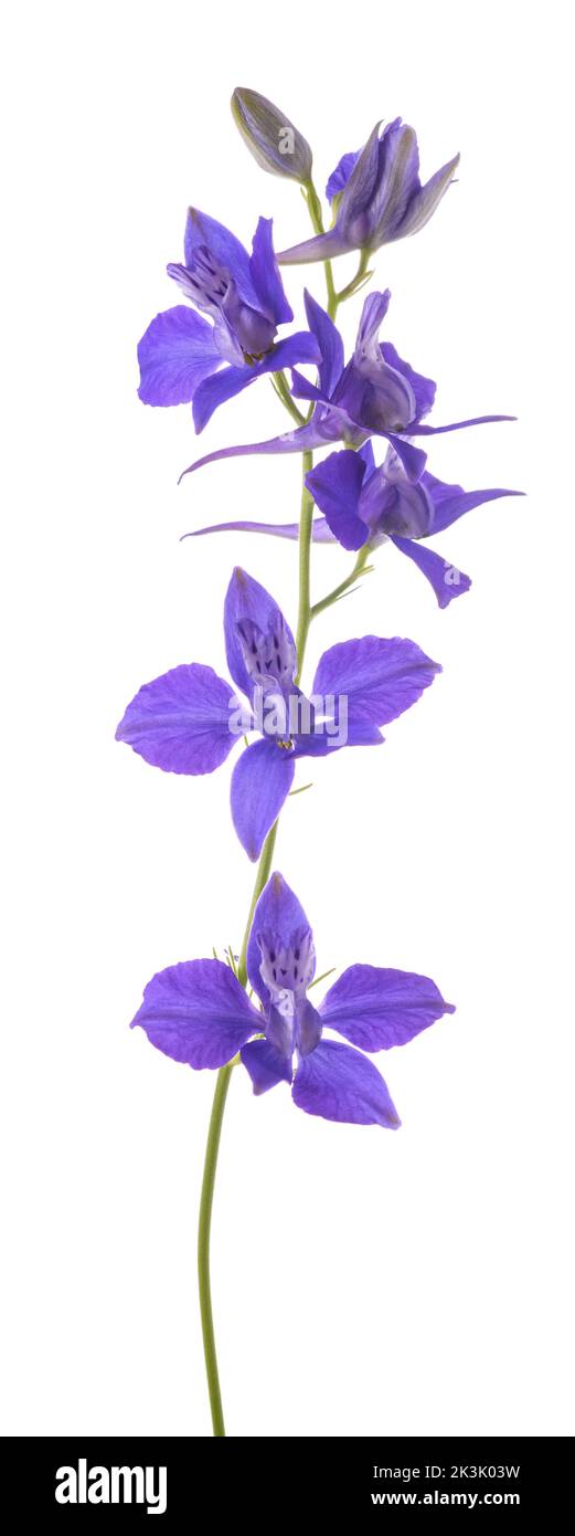 Larkspur flowers isolated on white background Stock Photo