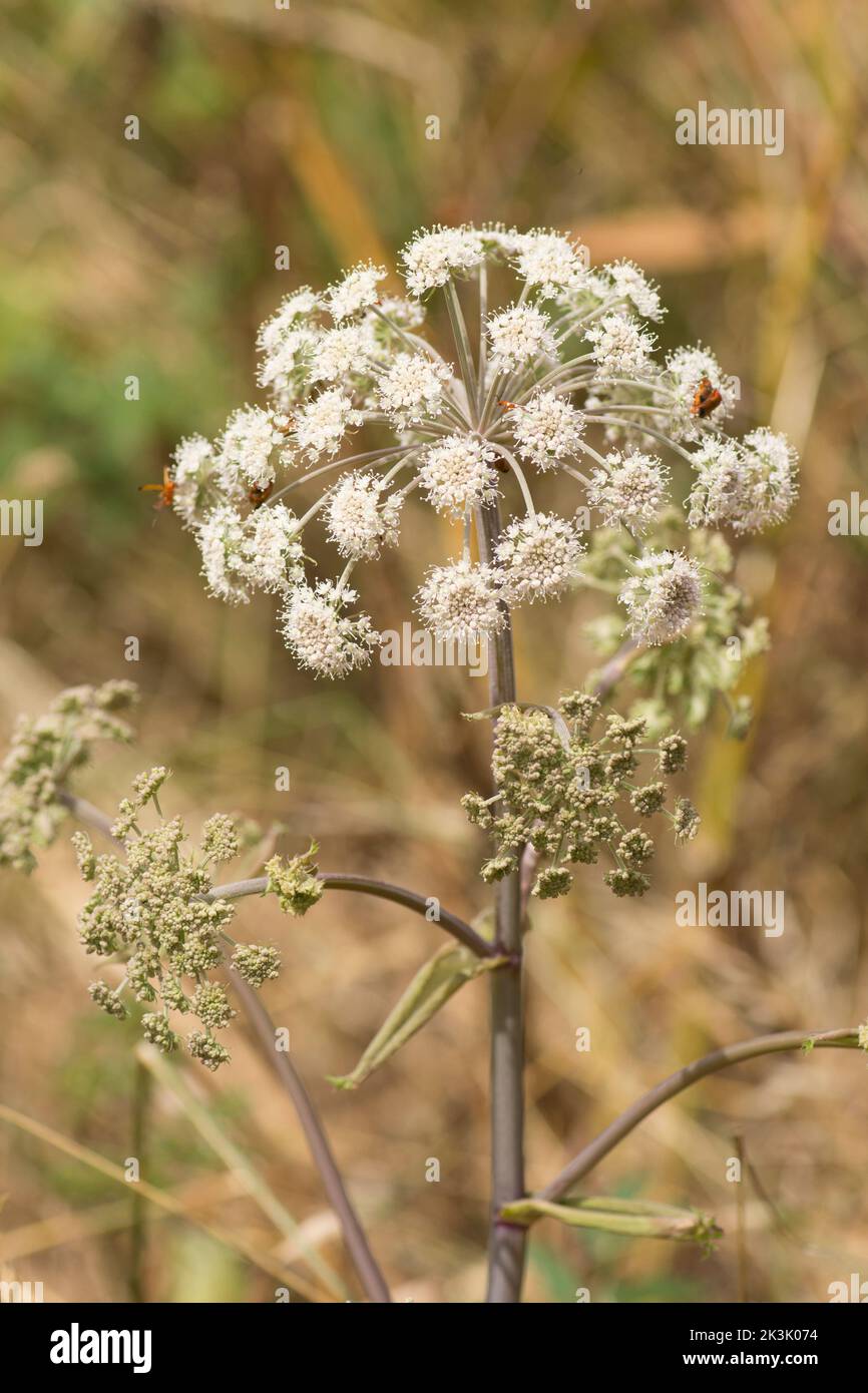 Wild Angelica, Angelica sylvestris, flowers and leaves, wild herb Stock Photo