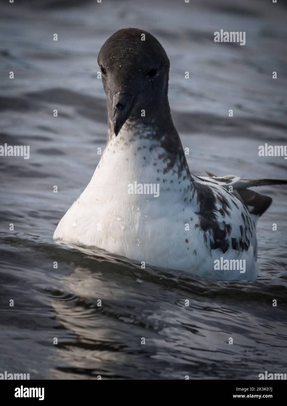 Cape Petrel, swimming over the surface of the Antarctic sea. Stock Photo