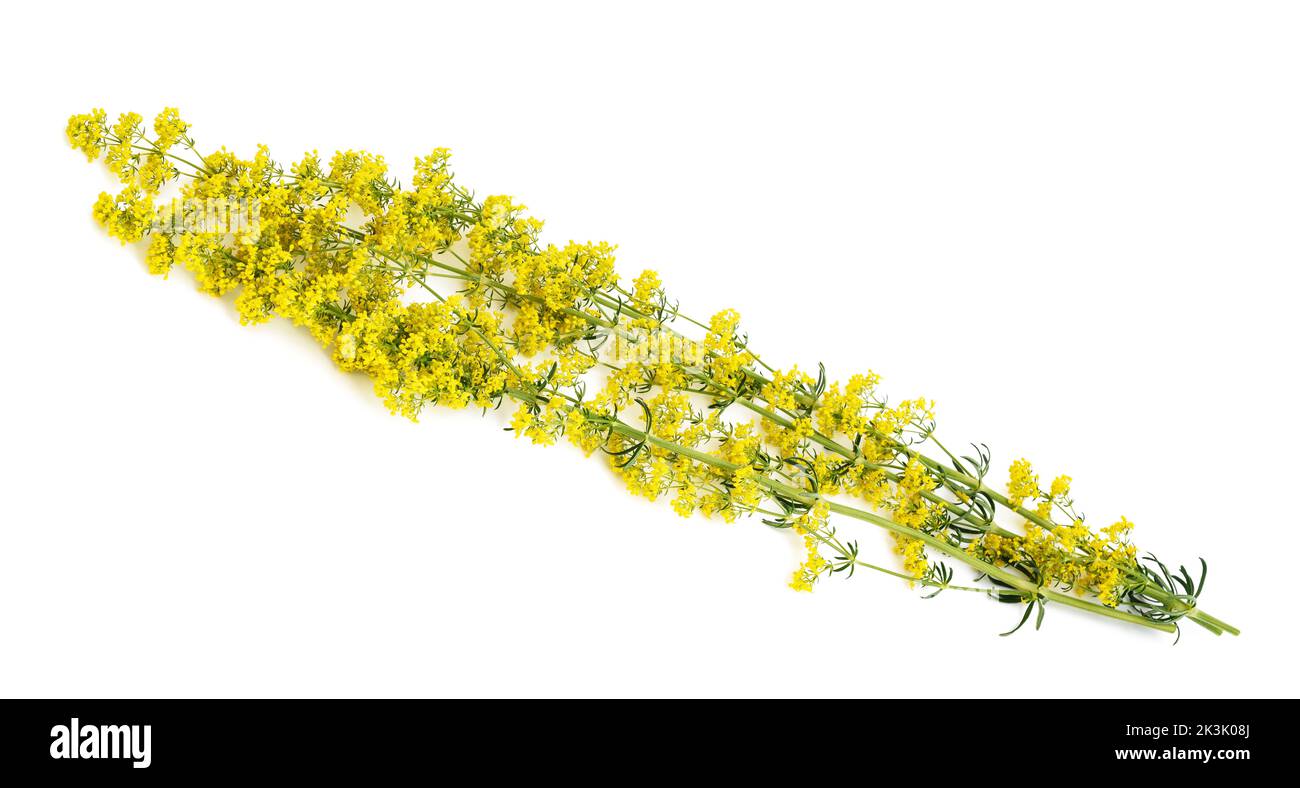 Lady's bedstraw flowers ( Galium verum ) isolated on white Stock Photo