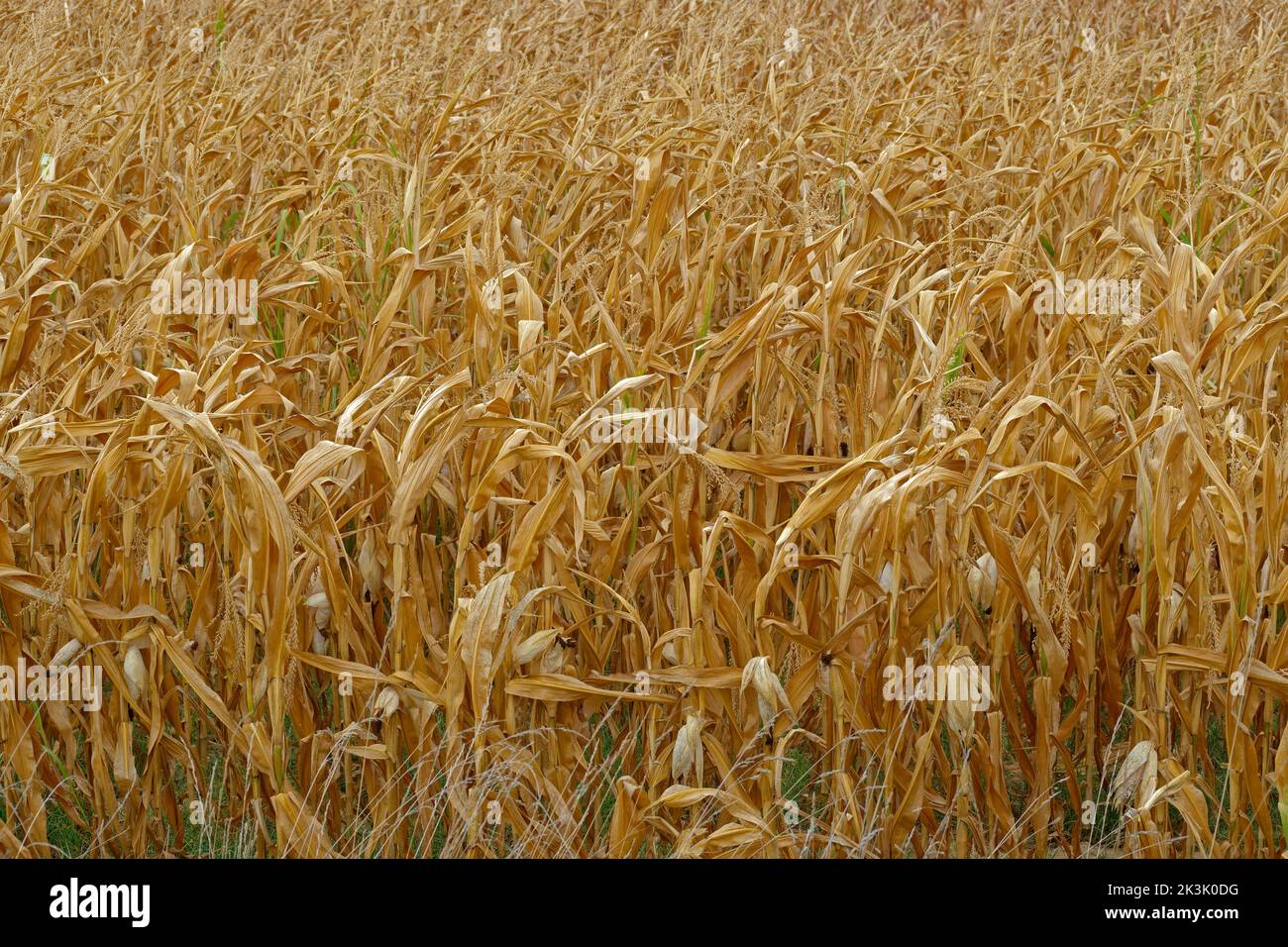 Corn Maize crop failure due to drought. Corn husks not formed. Stock Photo