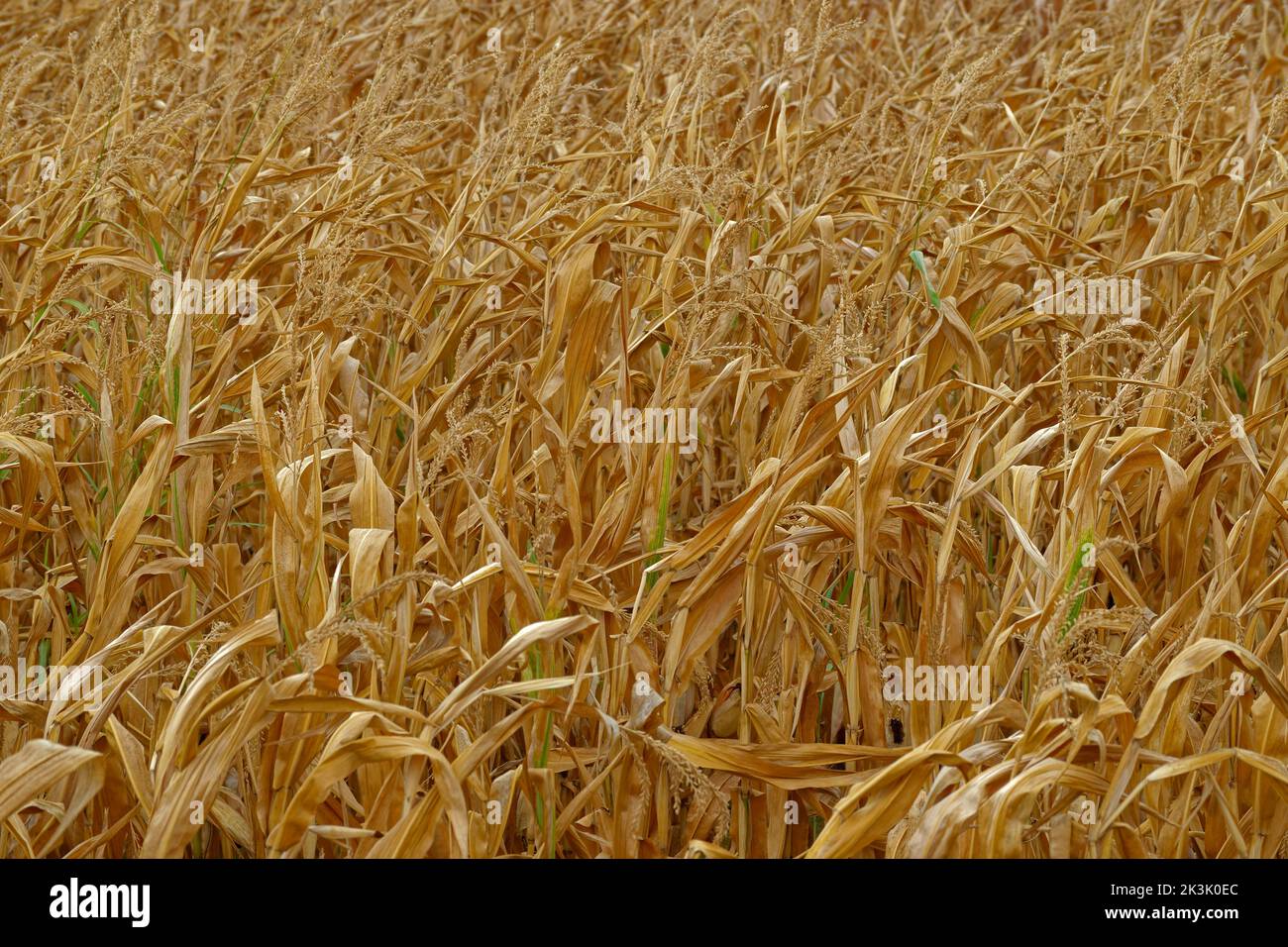 Corn Maize crop failure due to drought. Corn husks not formed. Stock Photo