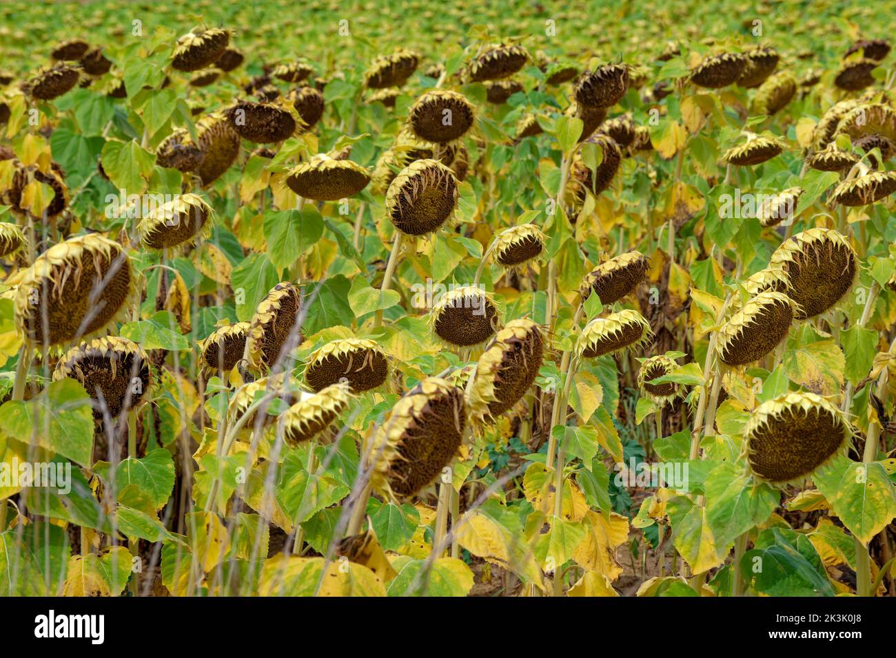 Sunflower Crop Failure due To Drought Stock Photo Alamy sunflower-crop-failure-due-to-drought-stock-photo-alamy