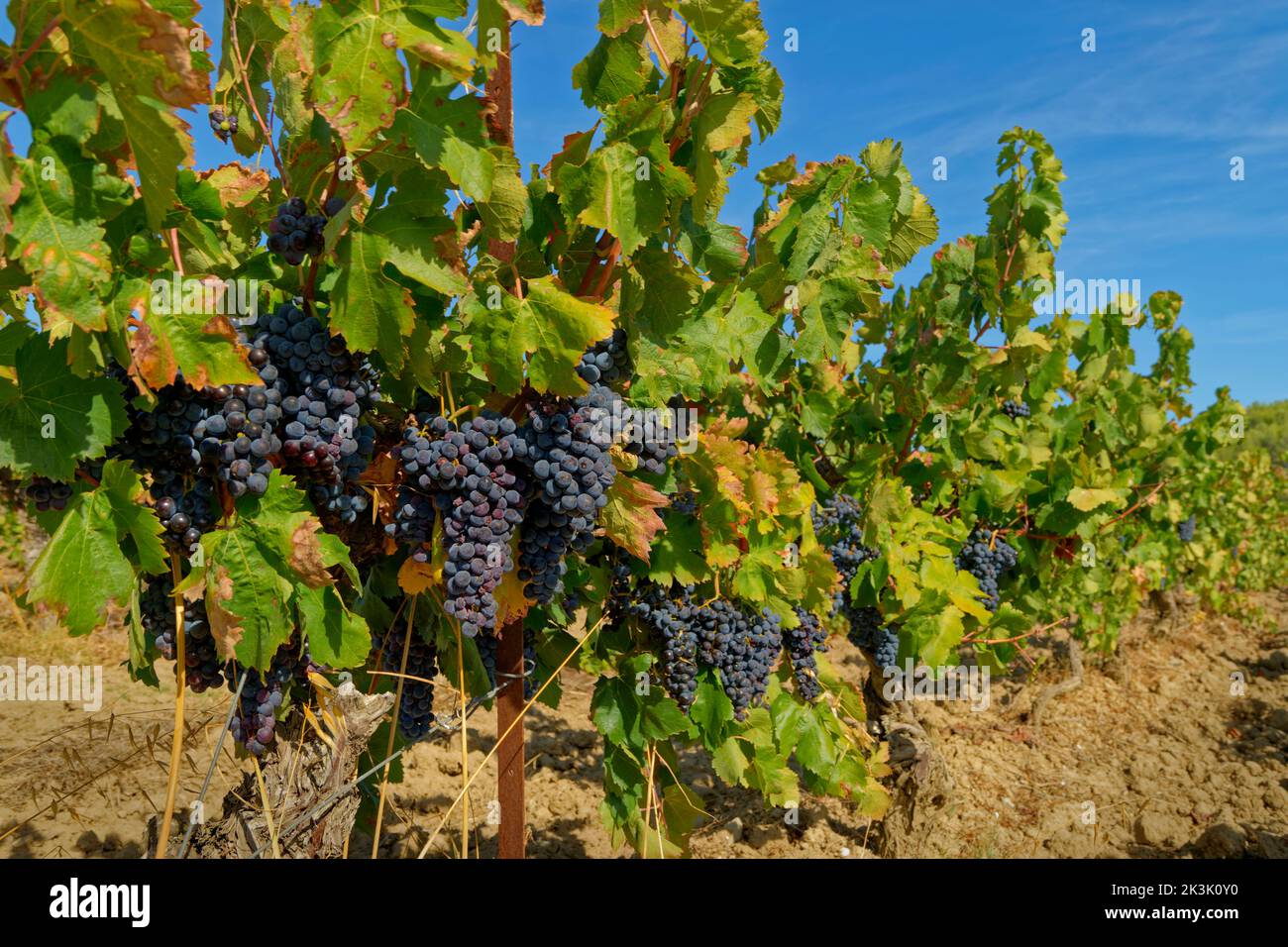 Pinot noir grapes vitis hi-res stock photography and images - Alamy