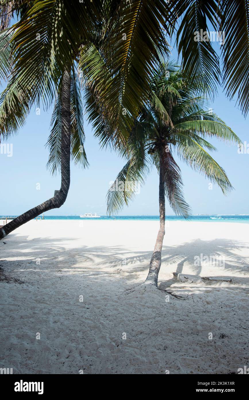Vertical panorama of a tropical beach with coconut palms with the Caribbean Sea in the background in Isla Mujeres, Mexico Stock Photo