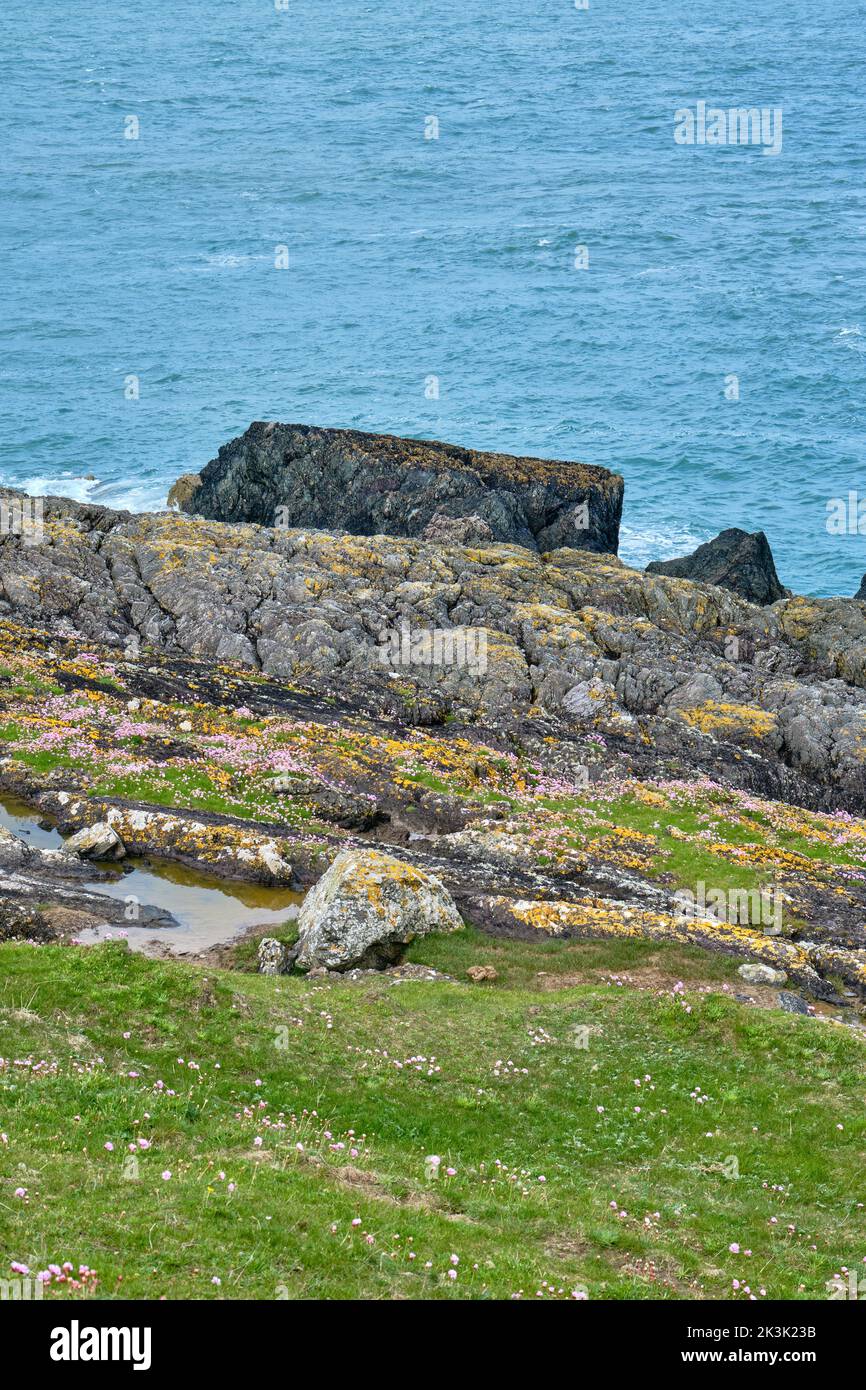 Wildflowers decorate a bank leading down to the rocky shore of Irish Sea on the Llyn Peninsula along the Wales Coast Path Stock Photo