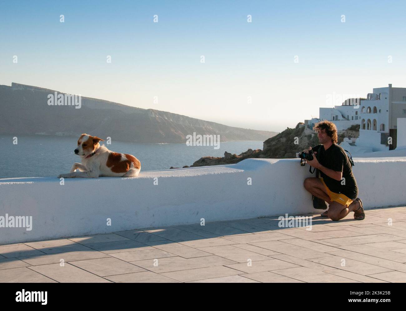 A friendly dog rests on top of a small wall in the village of Oia in Greece while a tourist takes a picture of him. Stock Photo