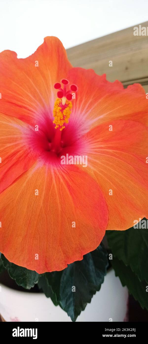 HIBISCUS ROSE. FRANCE Stock Photo