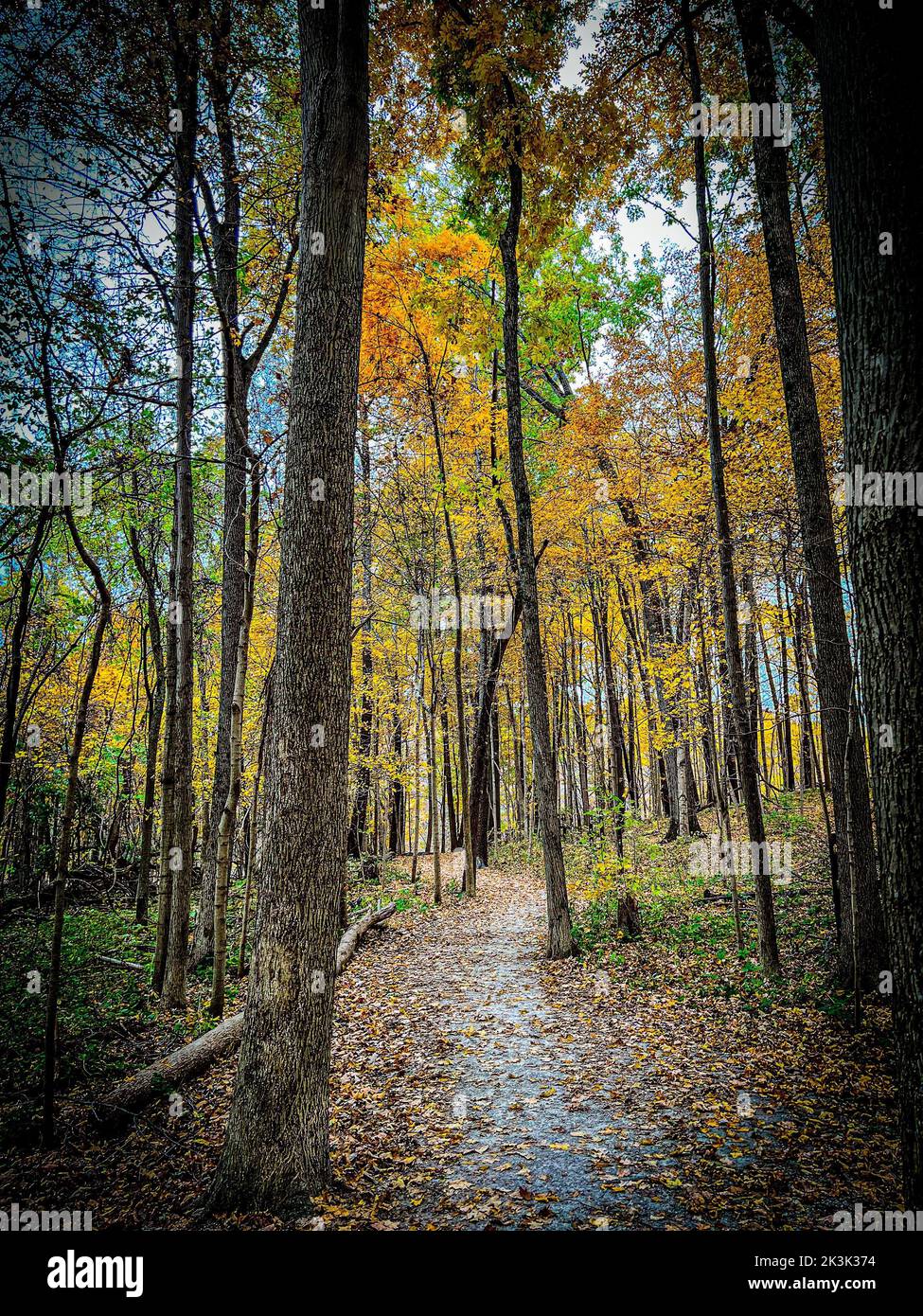 A vertical of a forest trail covered by foliage and surrounded by trees with yellow leaves in autumn Stock Photo