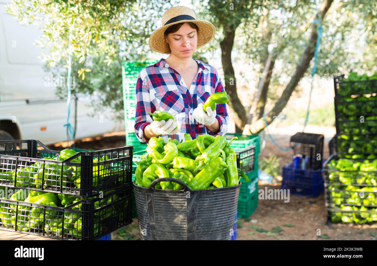 Farmer woman sorting bell peppers in farm backyard after harvest Stock Photo