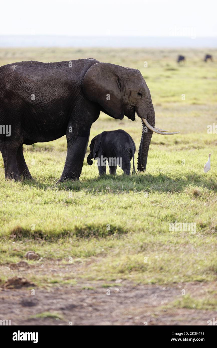 A vertical shot of a baby elephant with its mother in the Amboseli National Park, Keyn Stock Photo