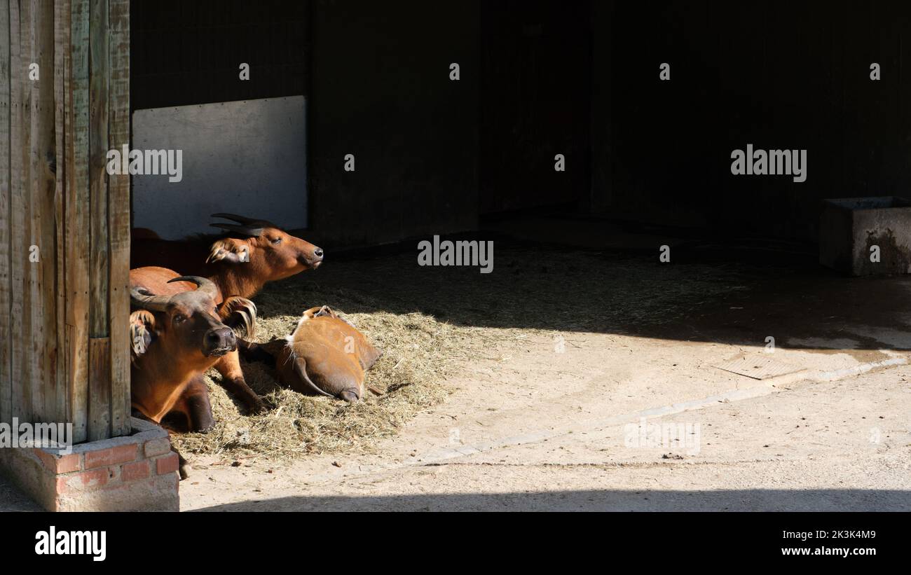Bull Captivity African forest buffalo (Syncerus caffer nanus), aka the Dwarf buffalo ...