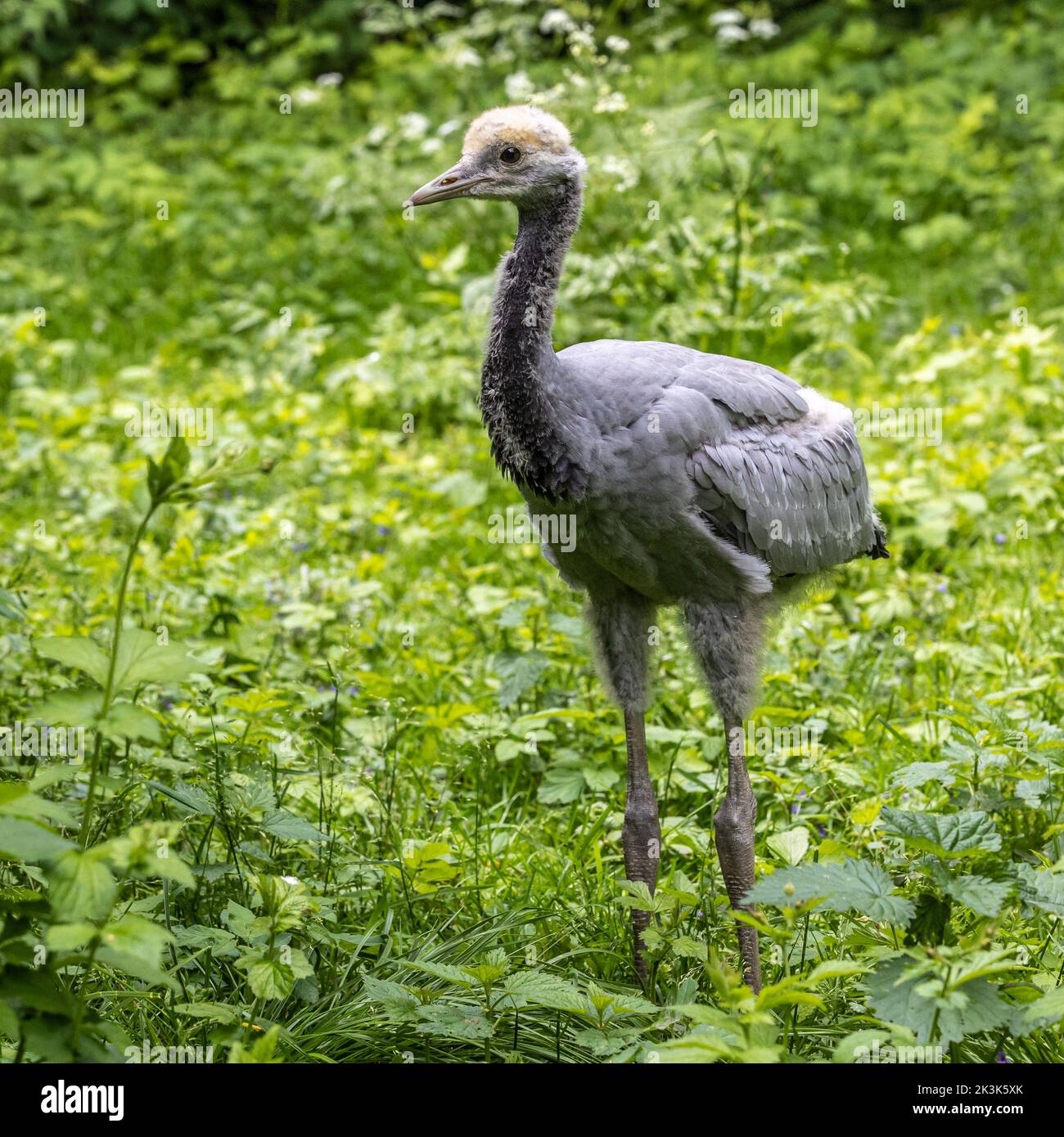 Beautiful yellow fluffy Demoiselle Crane baby gosling, Anthropoides virgo are living in the bright green meadow during the day time. It is a species o Stock Photo